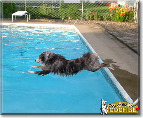 Cochise, the Dog of the Day