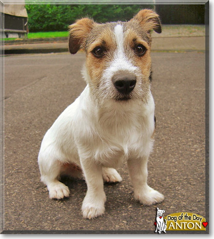 Anton, the Dog of the Day
