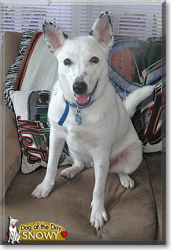 Snowy, the Dog of the Day