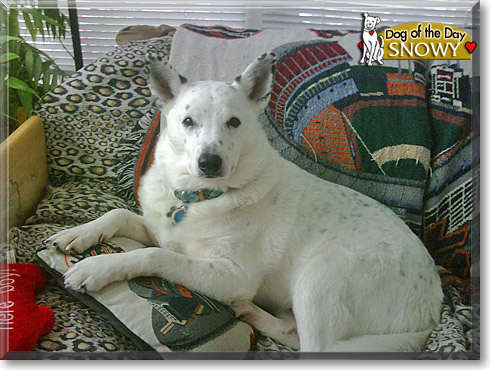 Snowy, the Dog of the Day