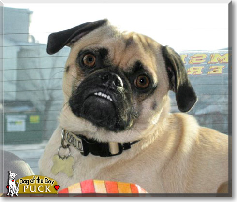 Puck, the Dog of the Day