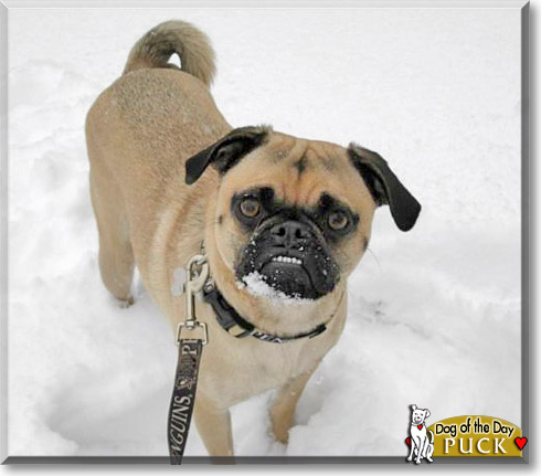 Puck, the Dog of the Day