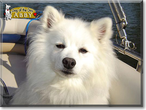 Abby, the Dog of the Day