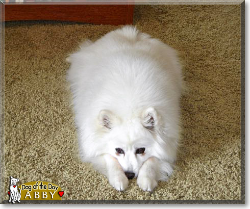 Abby, the Dog of the Day