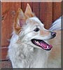 Bella