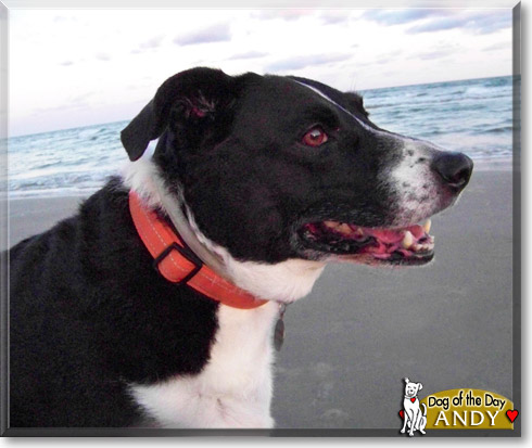 Andy, the Dog of the Day