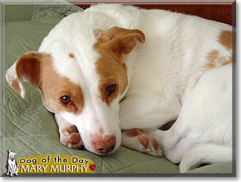 Mary Murphy, the Dog of the Day Mary Murphy, the Dog of the Day