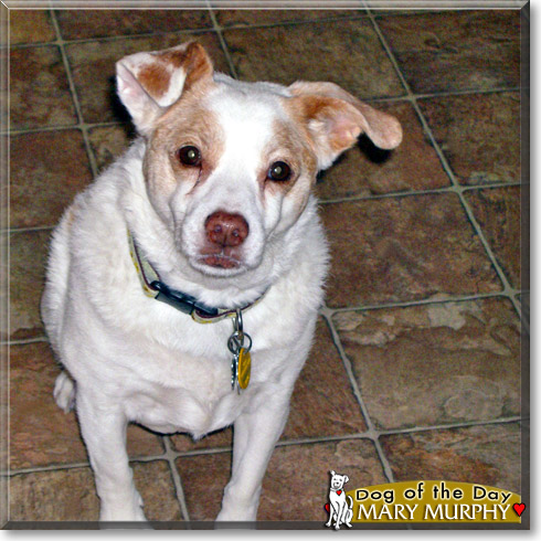 Mary Murphy, the Dog of the Day Mary Murphy, the Dog of the Day