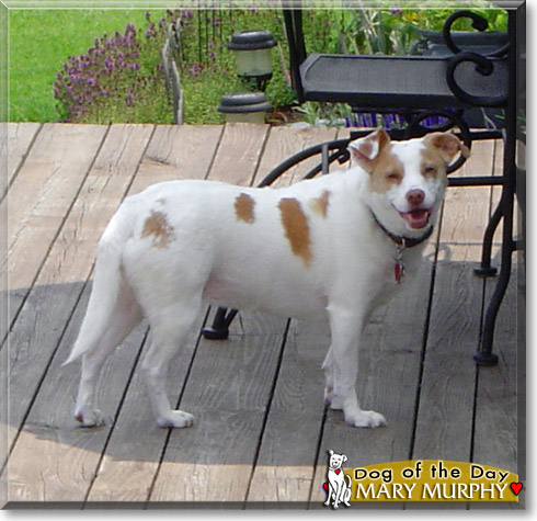Mary Murphy, the Dog of the Day Mary Murphy, the Dog of the Day