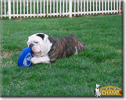 Champ, the Dog of the Day