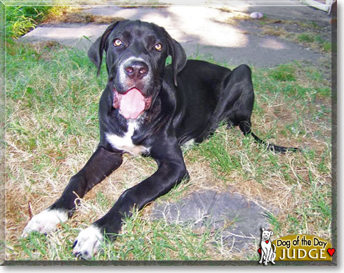 Judge, the Dog of the Day