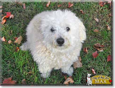 Max, the Dog of the Day