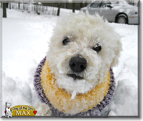 Max, the Dog of the Day