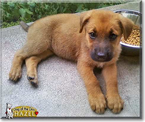 Hazel, the Dog of the Day