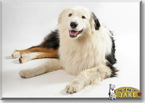 Jake, the Dog of the Day Jake, the Dog of the Day