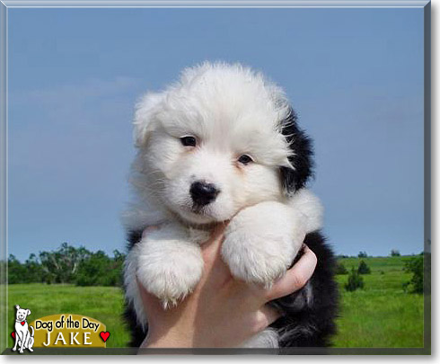 Jake, the Dog of the Day Jake, the Dog of the Day