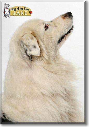 Jake, the Dog of the Day Jake, the Dog of the Day