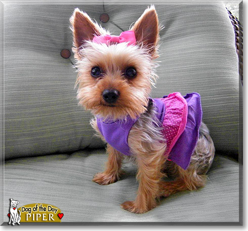 Piper Alexus, the Dog of the Day
