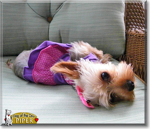 Piper Alexus, the Dog of the Day