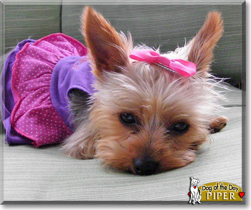 Piper Alexus, the Dog of the Day