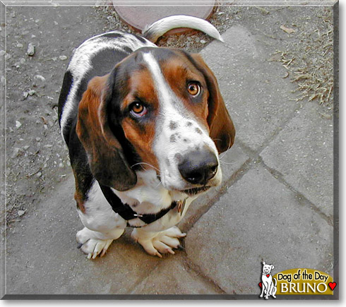 Bruno, the Dog of the Day Bruno, the Dog of the Day