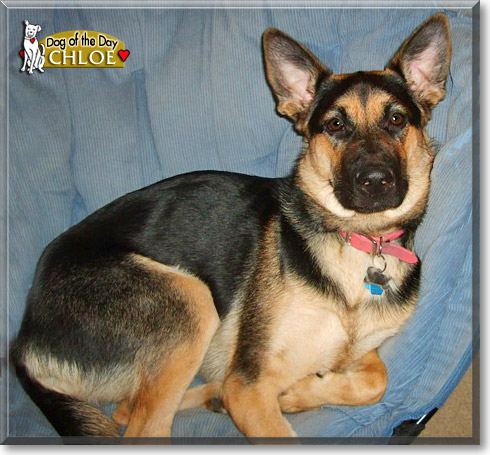 Chloe, the Dog of the Day