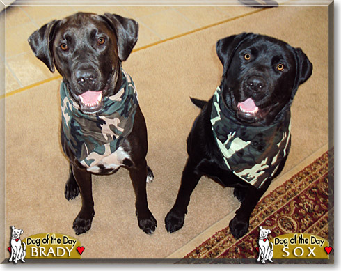 Brady, Sox, the Dog of the Day