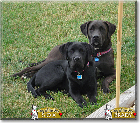 Brady, Sox, the Dog of the Day