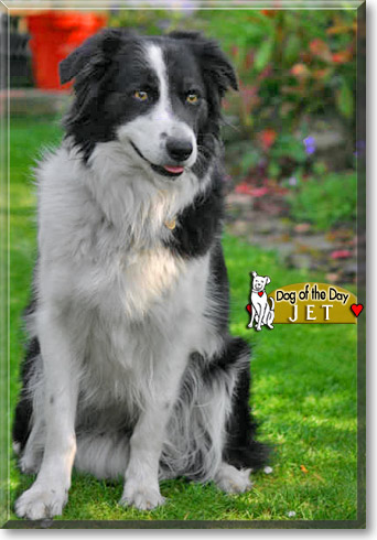 Jet, the Dog of the Day