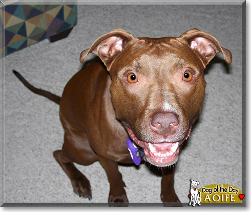 Aoife, the Dog of the Day