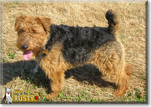 Rusty, the Dog of the Day