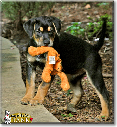 Tank, the Dog of the Day