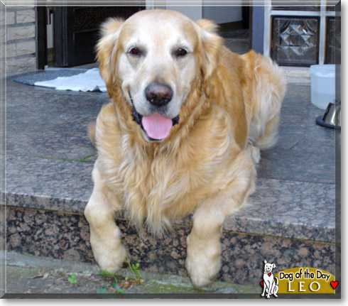 Leo, the Dog of the Day