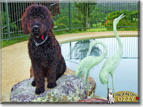 Ozzy, the Dog of the Day