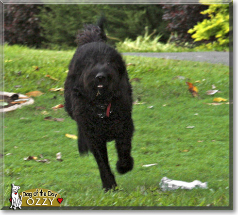 Ozzy, the Dog of the Day