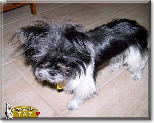 Taz, the Dog of the Day Taz, the Dog of the Day