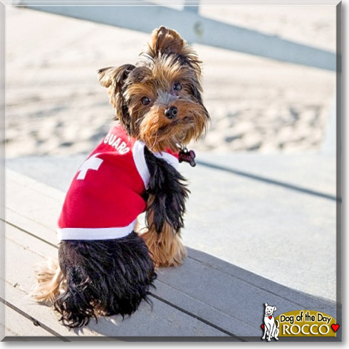 Rocco, the Dog of the Day