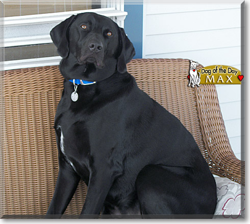 Max, the Dog of the Day