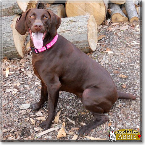 Abbie, the Dog of the Day Abbie, the Dog of the Day