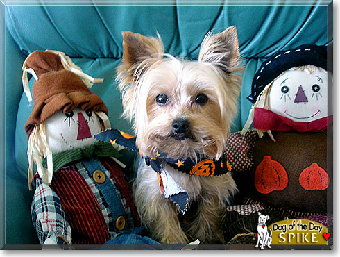 Spike, the Dog of the Day Spike, the Dog of the Day