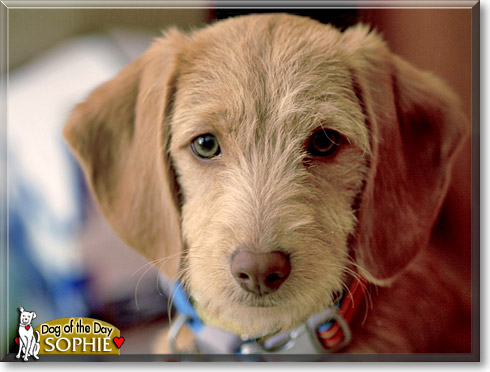 Sophie, the Dog of the Day