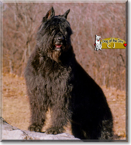CJ, the Dog of the Day