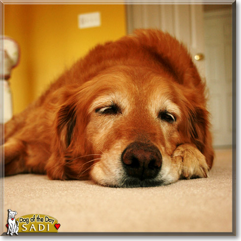 Sadi, the Dog of the Day Sadi, the Dog of the Day