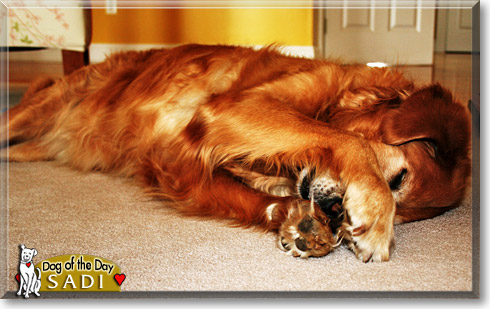 Sadi, the Dog of the Day Sadi, the Dog of the Day