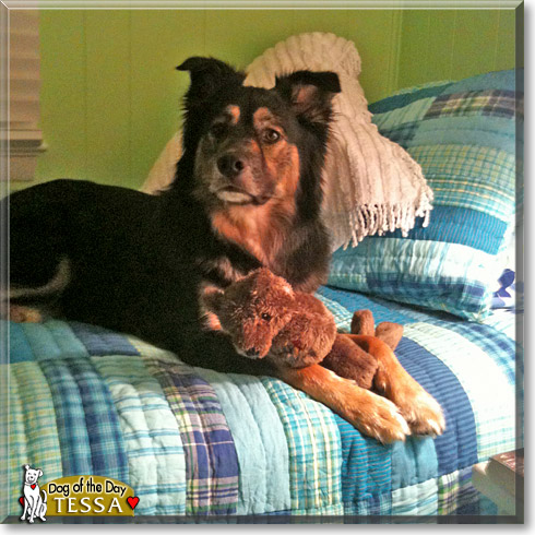 Tessa, the Dog of the Day