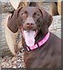 Abbie