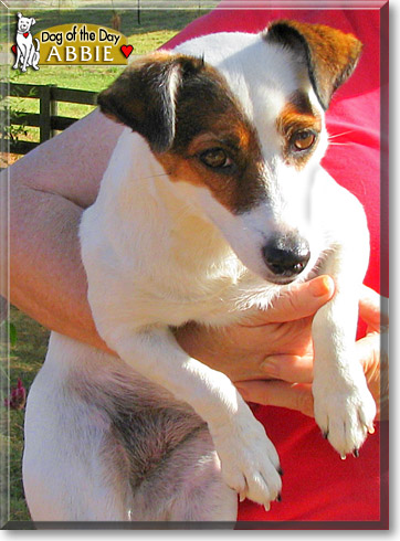 Abbie, the Dog of the Day
