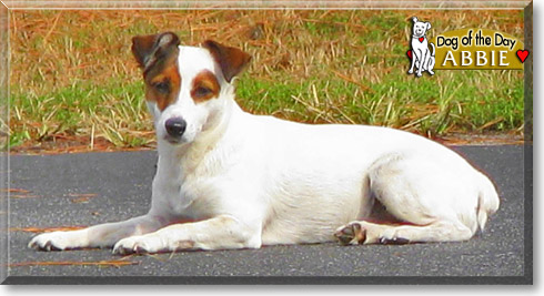 Abbie, the Dog of the Day