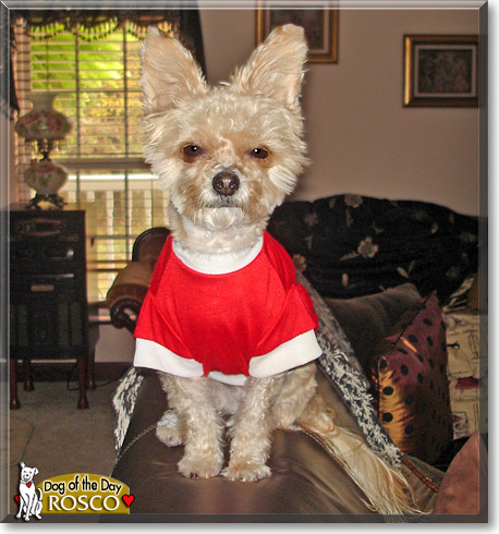 Rosco, the Dog of the Day