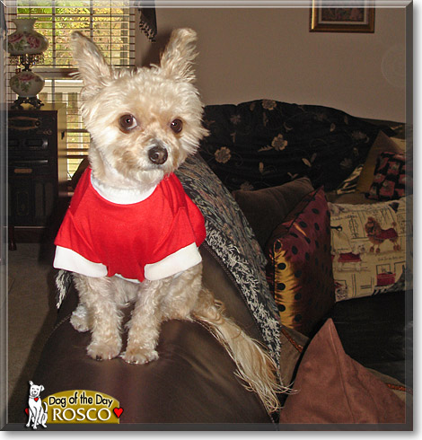 Rosco, the Dog of the Day